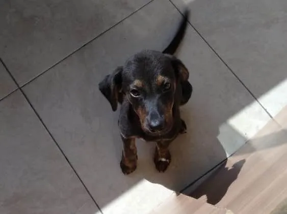 Cachorro ra a Srd idade 2 a 6 meses nome Vitória 