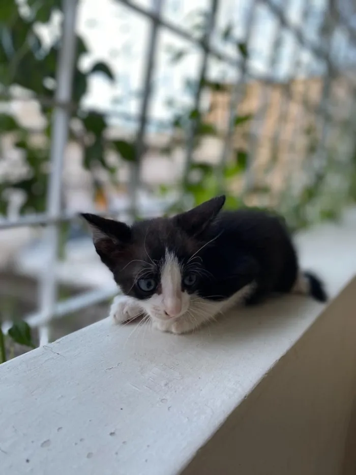 Gato ra a Indefinida idade Abaixo de 2 meses nome Sem nome