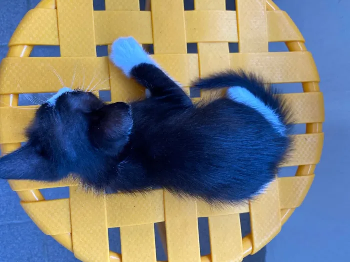 Gato ra a Indefinida idade Abaixo de 2 meses nome Sem nome