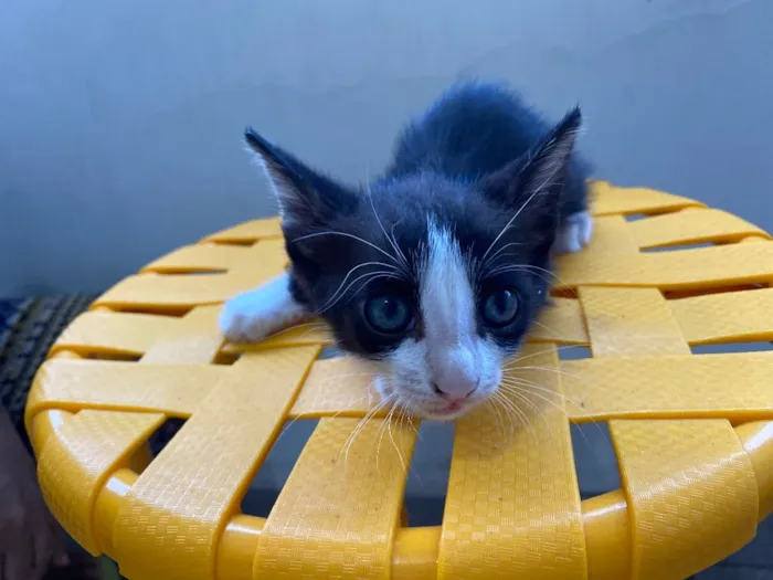 Gato ra a Indefinida idade Abaixo de 2 meses nome Sem nome