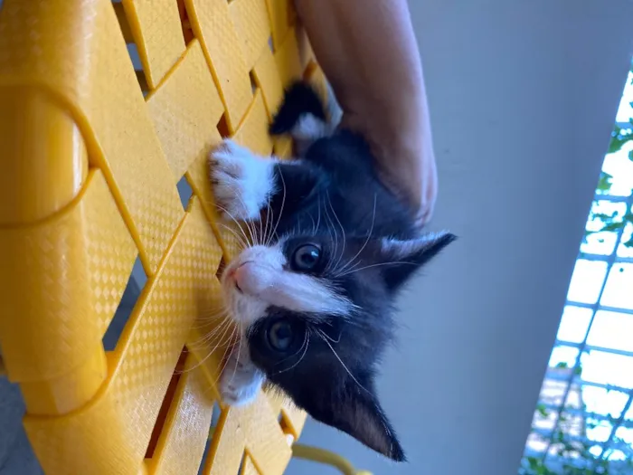 Gato ra a Indefinida idade Abaixo de 2 meses nome Sem nome