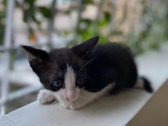 Gato ra a Indefinida idade Abaixo de 2 meses nome Sem nome