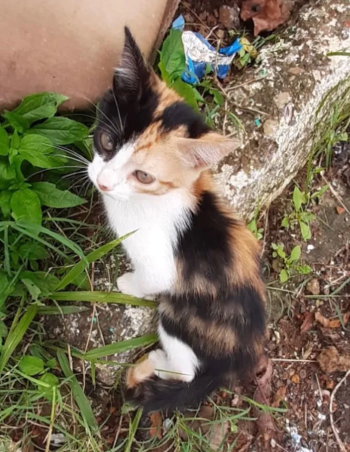 Gato ra a SRD idade 2 a 6 meses nome Nina 