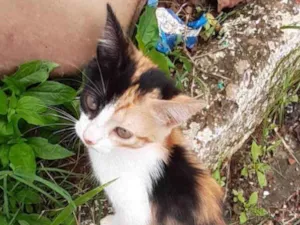 Gato raça SRD idade 2 a 6 meses nome Nina 