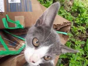 Gato raça SRD idade 2 a 6 meses nome Dora