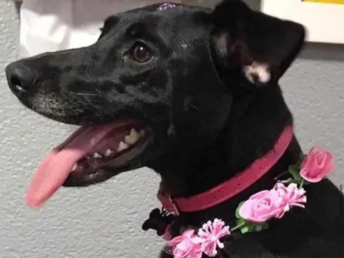 Cachorro ra a SRD idade 2 anos nome Bellinha