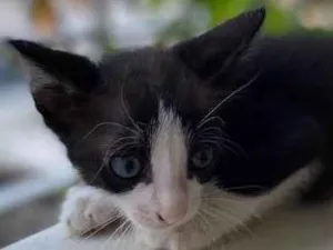 Gato raça Indefinida idade Abaixo de 2 meses nome Sem nome