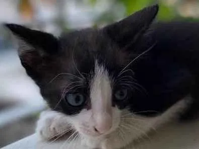 Gato ra a Indefinida idade Abaixo de 2 meses nome Sem nome