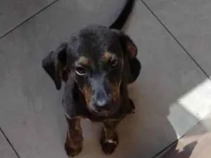 Cachorro raça Srd idade 2 a 6 meses nome Vitória 