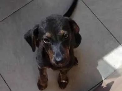 Cachorro ra a Srd idade 2 a 6 meses nome Vitória 