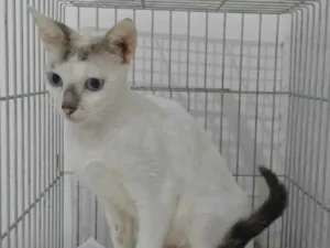 Gato raça Srd idade 1 ano nome Catarina