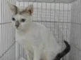 Catarina