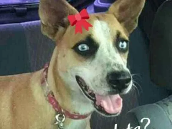 Cachorro ra a Srd idade 1 ano nome Blu