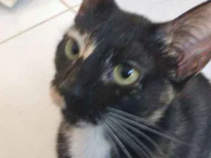 Gato raça Srd idade 2 a 6 meses nome Vitoria