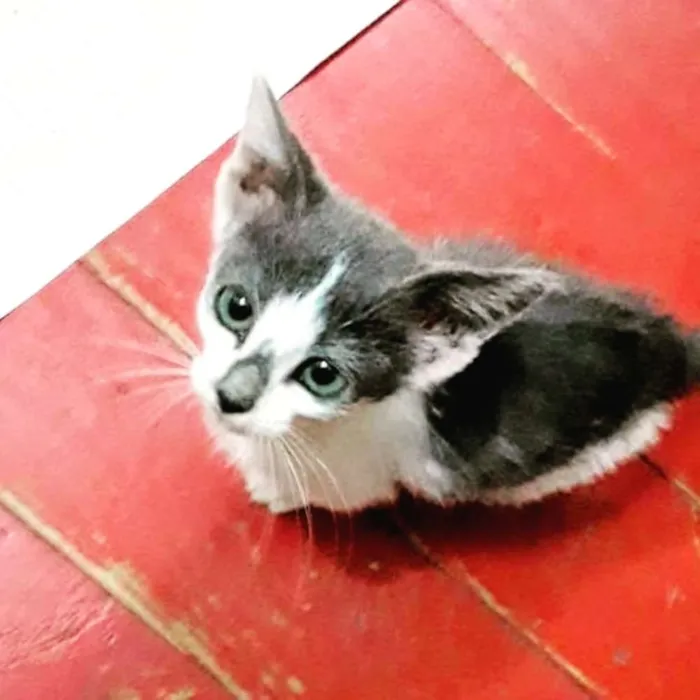 Gato raça SRD idade 2 a 6 meses nome Gatinha Branca Cinza