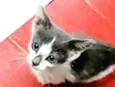 Gatinha Branca Cinza