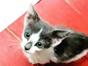 Gato raça SRD idade 2 a 6 meses nome Gatinha Branca Cinza