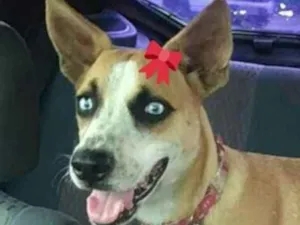 Cachorro raça Srd idade 1 ano nome Blu