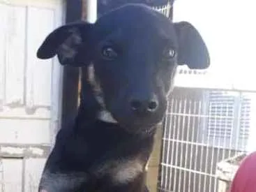 Cachorro ra a SRD idade 2 a 6 meses nome Simba