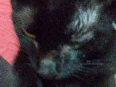 Gato raça Srd idade 2 a 6 meses nome Pelézinho