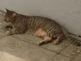 Mel