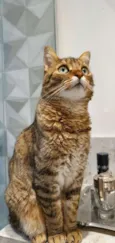 Mel