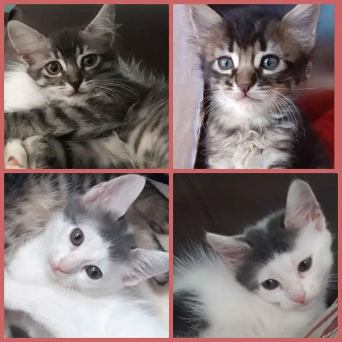 Gato raça Pé duro idade Abaixo de 2 meses nome Roma