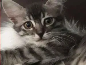 Gato raça Pé duro idade Abaixo de 2 meses nome Roma