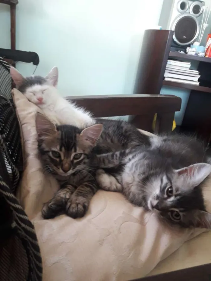 Gato raça Pé duro idade Abaixo de 2 meses nome Roma