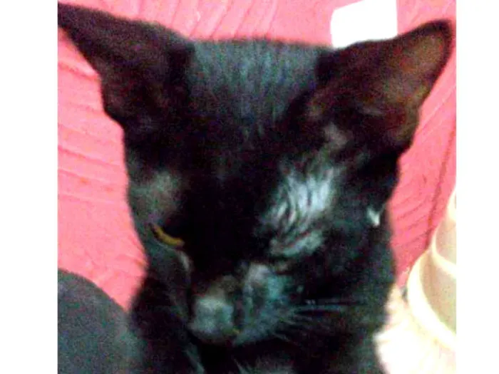 Gato raça Srd idade 2 a 6 meses nome Pelézinho