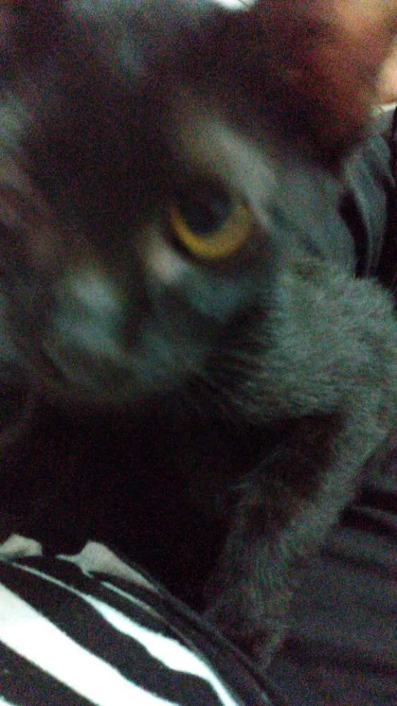 Gato raça Srd idade 2 a 6 meses nome Pelézinho