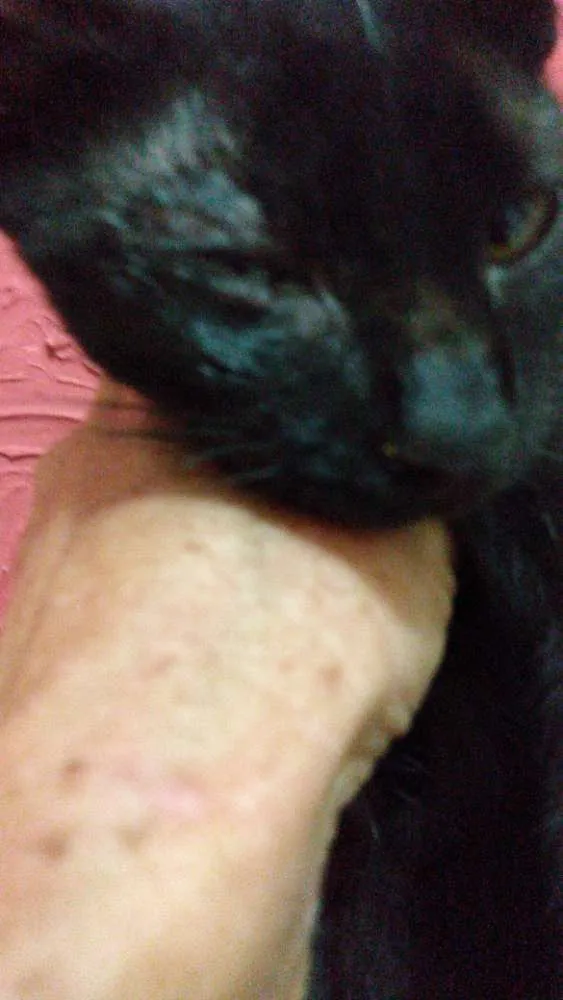 Gato raça Srd idade 2 a 6 meses nome Pelézinho