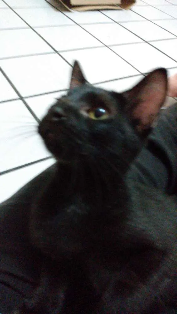 Gato raça Srd idade 2 a 6 meses nome Pelézinho