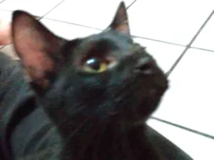 Gato raça Srd idade 2 a 6 meses nome Pelézinho