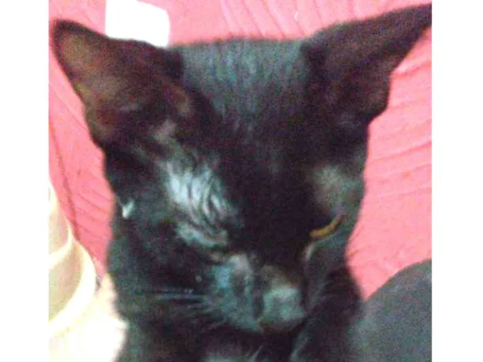 Gato raça Srd idade 2 a 6 meses nome Pelézinho