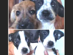 Cachorro raça Vira lata idade 2 a 6 meses nome Paçoca, Mariazinha, 