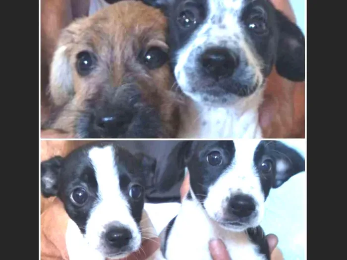 Cachorro ra a Vira lata idade 2 a 6 meses nome Paçoca, Mariazinha, 