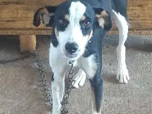 Cachorro raça Místiço de burder cooler idade 1 ano nome Luk  e meg