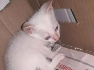 Gato raça SRD idade Abaixo de 2 meses nome Branquinha