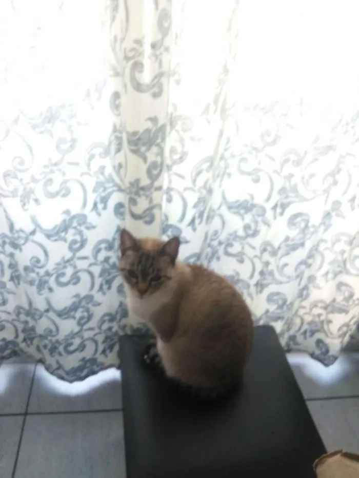Gato ra a Comun idade 2 anos nome Tayga
