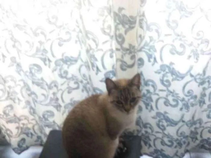 Gato ra a Comun idade 2 anos nome Tayga