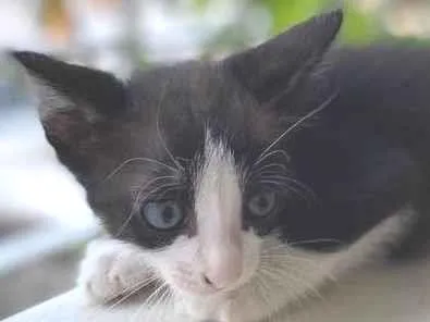 Gato ra a Indefinida idade Abaixo de 2 meses nome Sem nome