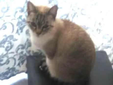 Gato ra a Comun idade 2 anos nome Tayga