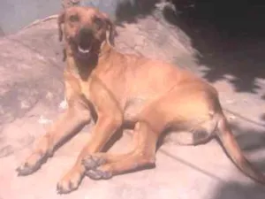 Cachorro raça Vira lata idade 1 ano nome Biskuila