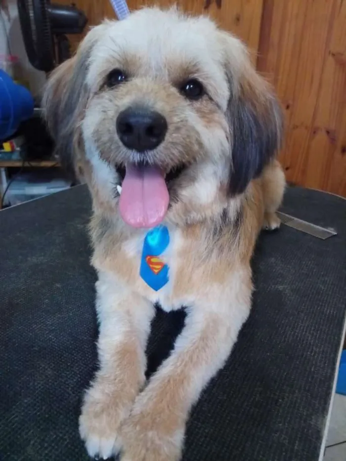 Cachorro ra a Poodle (mistura)  idade 1 ano nome Não tem 