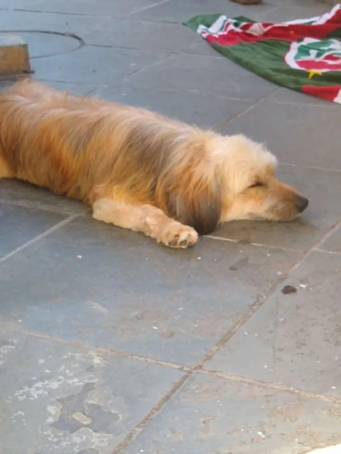 Cachorro ra a Poodle (mistura)  idade 1 ano nome Não tem 