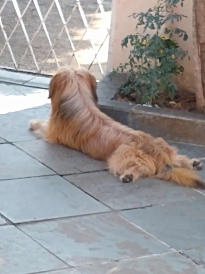 Cachorro ra a Poodle (mistura)  idade 1 ano nome Não tem 