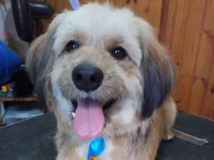 Cachorro raça Poodle (mistura)  idade 1 ano nome Não tem 