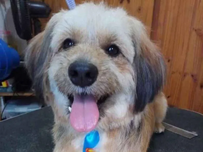 Cachorro ra a Poodle (mistura)  idade 1 ano nome Não tem 