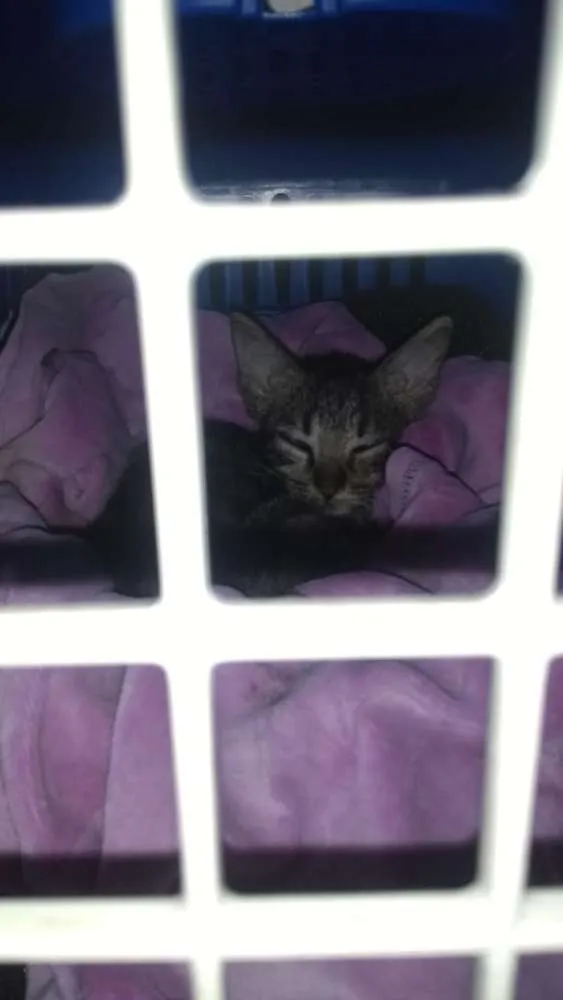 Gato raça Srd idade Abaixo de 2 meses nome Nino